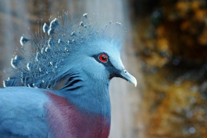 Венеціанський голуб Венеціанський голуб